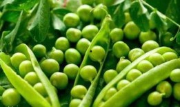 蕉麻豆,绿色营养新宠，健康生活新选择