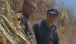 老农民电视剧剧情介绍,岁月流转，耕读传家的农村传奇