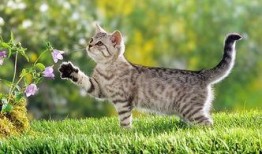 娱乐吃瓜酱猫,揭秘娱乐圈那些不为人知的幕后故事