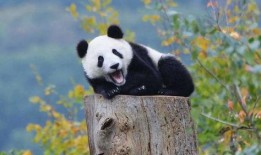 娱乐圈吃瓜熊猫胖胖,熊猫胖胖的吃瓜日常